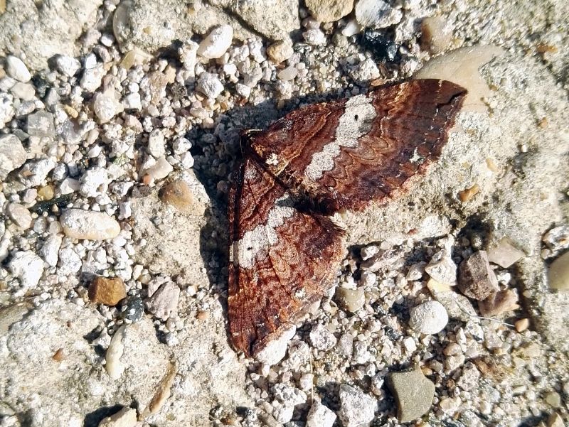 Earophila badiata (Geometridae)